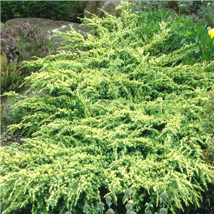 Juniperus Squamata 'Holger'